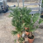 Palma konopná (Trachycarpus wagnerianus) – výška kmeňa 10-15 cm, celková výška 70-80 cm, kont. C10L 